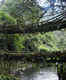 Living Root Bridge