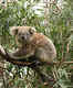 Meeting koalas at Koala Conservation Centre