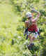 Ziplining in Chiang Mai