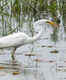 Chilika Lagoon