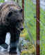 Agra Bear Rescue Facility (Wildlife SOS)