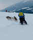 Enjoy dog sledding