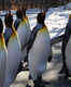 Befriend penguins at Calgary Zoo