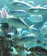 Kelly Tarlton's SEA LIFE Aquarium