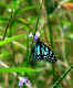 Karanji Kere Butterfly Park