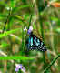 Walk among butterflies at Karanji Kere Butterfly Park