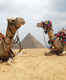 Camel rides at Giza Pyramid