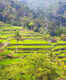 Cycle or walk through the rice terraces of Ubud