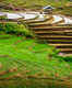 Explore the stunning rice terraces
