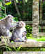 Ubud and the Monkey Forest