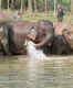 Elephant Conservation Center