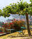 Lavaux Vineyard Terraces