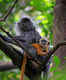 Kuala Lumpur Forest Eco Park