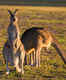 Kangaroo Valley