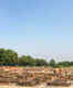 Monastery Ruins, Ashokan Pillar & Dharmarajika Stupa