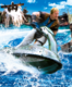 Watch The Thrilling WaterWorld Show