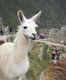 Get clicked with an llama