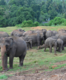 Pinnawala Elephant Orphanage