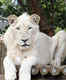 Johannesburg Zoo