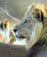 Vasona Lion Safari Park
