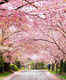 Shillong ready to host Indian Cherry Blossom Festival in Nov