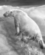 Polar bear viral video: Here’s how you can reduce carbon footprint while travelling