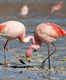 Nellore flamingo festival begins in Andhra Pradesh to promote bird-watching tourism