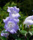 Neelakurinji Bloom – the magnificent blue shrubs are back after 12 years in the Western Ghats