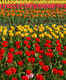 Tulip Garden in Srinagar likely to see a riot of more than million colours this season