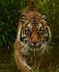 Uttarakhand to add two more tiger reserves to its tourism portfolio