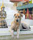 Do you know about the Channapatna Dog Temple in Karnataka?