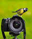 Spotting birds in Uttarakhand, a birdwatcher&rsquo;s heaven