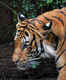 Bihar Tourism to promote ecotourism, starting with Valmiki Tiger Reserve