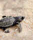 Turtle Tourism likely to be the next big thing in Odisha