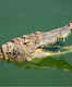 Crocodiles living in ponds located near Statue of Unity in Gujarat moved to make space for seaplane service