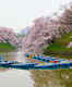 Japan’s flower cruise is the best way to witness the beauty of cherry blossoms