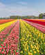 Tulip Festival of Srinagar will remind you of rainbow coming alive on Earth!