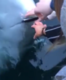 In Norway, lives the friendly sea whale who returned a woman’s drowned phone