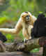 Hoollongapar Gibbon Sanctuary, where you can spot India’s only ape species