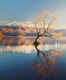 The lone tree of Wanaka Lake—in pursuit of the perfect picture