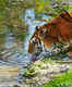 Sundarbans to develop as a tiger reserve; no plan to turn it into an eco-tourism spot