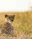 Majete Wildlife Reserve gets cheetahs after almost twenty years