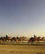 The unique Saudi Camel Festival is back this year