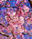 Celebrate Cherry Blossom Festival in Shillong this year