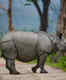 Uttarakhand: Rhinos likely to make a comeback in Corbett Tiger Reserve soon