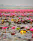 Exploring Pink Water Lilies Lake in Thailand, beautiful beyond words