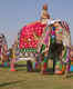 Elephant Festival in Jaipur to be celebrated on March 10