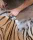 Zoos and parks in India on high alert after a tiger in New York zoo gets infected with Coronavirus