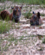 Katarniaghat Wildlife Sanctuary, Uttar Pradesh