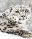 Four rare snow leopards spotted in Nanda Devi National Park in Uttarakhand